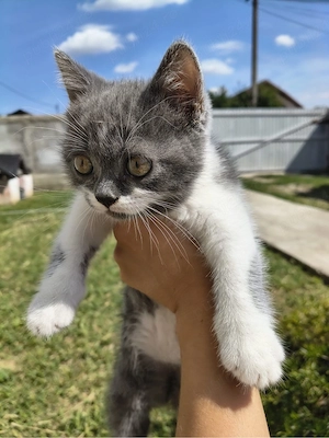 british shorthair bicolor&blue - imagine 3