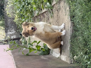 Căței Collie Rough - imagine 5