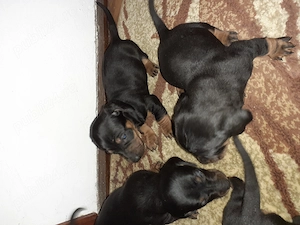 Vand catei teckel negru cu pete de foc.