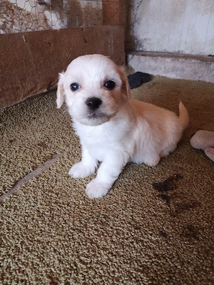 Bichon Maltez 