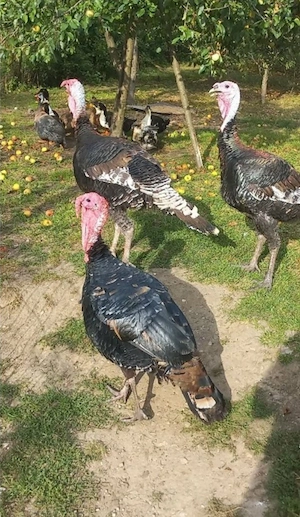 curcani si curci de casă