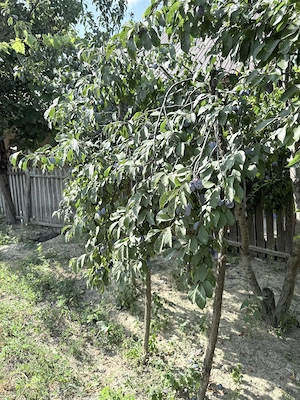 Casă+Teren