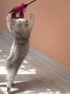 Scottish Fold Chinchilla - femelă - imagine 2