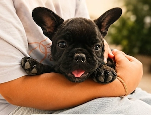 puii de buldog francez  - imagine 2
