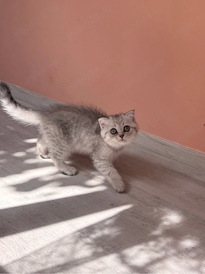 Scottish Fold Chinchilla - femelă - imagine 3
