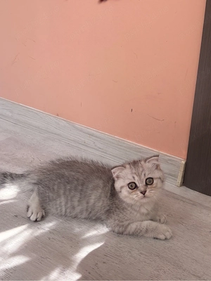 Scottish Fold Chinchilla - femelă