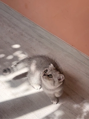 Scottish Fold Chinchilla - femelă