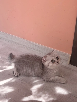 Scottish Fold Chinchilla - femelă