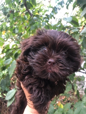 bichonel maltipoo ciocolatiu - imagine 2