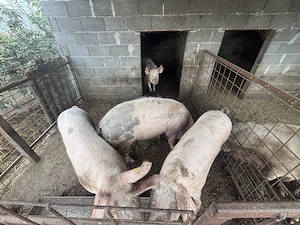 Porci de sacrificat - imagine 3