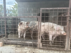 Porci de sacrificat - imagine 4