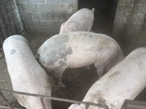 Porci de sacrificat - imagine 2