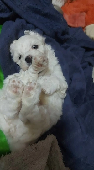 Pui bichon miny