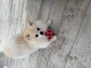 Pomeranian băiețel 10 luni - imagine 3