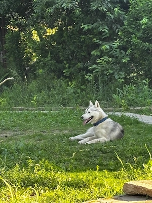 Micii lupi își caută familii iubitoare!   Cățeluși Husky-Metis spre adopție - imagine 2