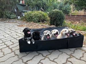 Micii lupi își caută familii iubitoare!   Cățeluși Husky-Metis spre adopție - imagine 3