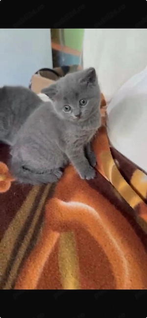 pisici British shorthair 