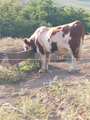 Taur de vânzare Bălțata Românească  - imagine 4