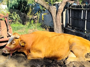 Vând vaca buna de lapte  