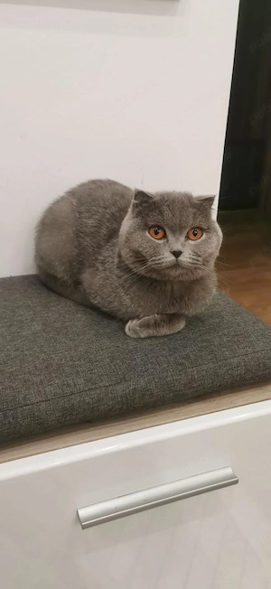 Scotish fold blue fetiță