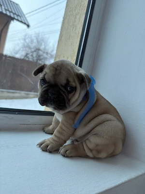 Buldog francez de vanzare