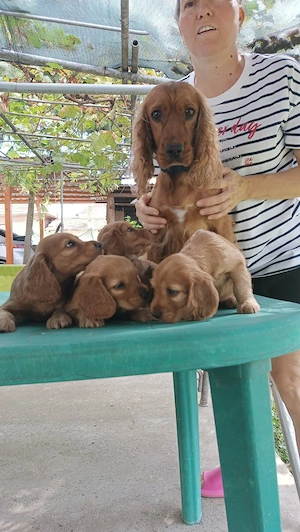 Cocker Spaniel băiat   8 saptamani  - imagine 9