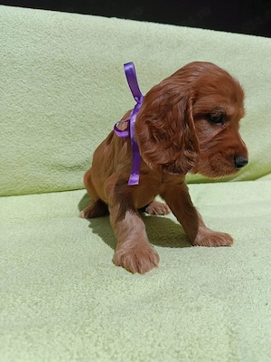 Cocker Spaniel băiat   8 saptamani  - imagine 10
