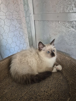 Ragdoll Colorpoint superb  - imagine 3