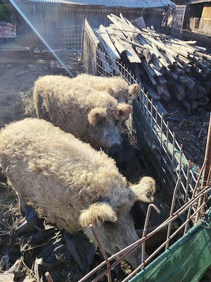 Vând porci Mangalita