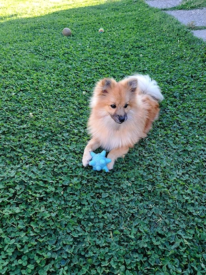 Pomeranian mascul 8 luni - imagine 2
