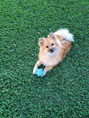 Pomeranian mascul 8 luni - imagine 4