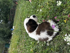 Pui de Saint Bernard (Femela) - imagine 3