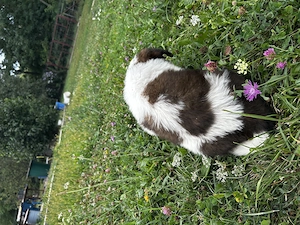 Pui de Saint Bernard (Femela) - imagine 4