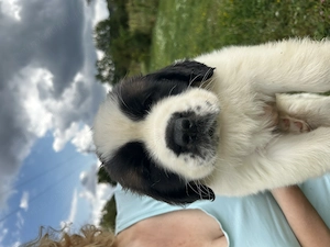 Pui de Saint Bernard (Femela) - imagine 5