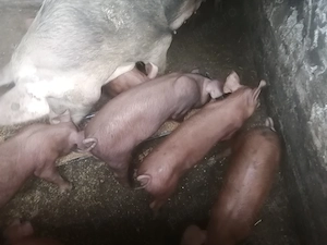 Vând 6 purcei pietran cu duroc  - imagine 2