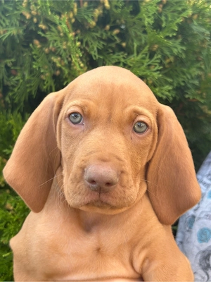 Catei Vizsla  - imagine 4