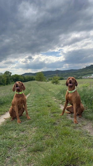 Catei Vizsla  - imagine 5