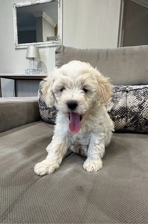 catelus maltipoo 