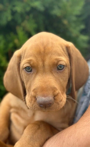 Catei Vizsla  - imagine 2