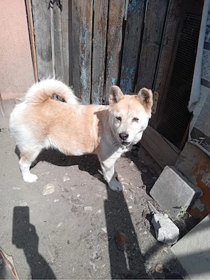 Donez catelusa Akita Inu - imagine 4