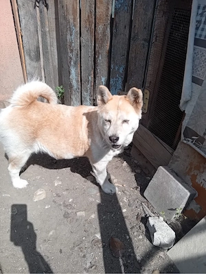 Donez catelusa Akita Inu - imagine 3
