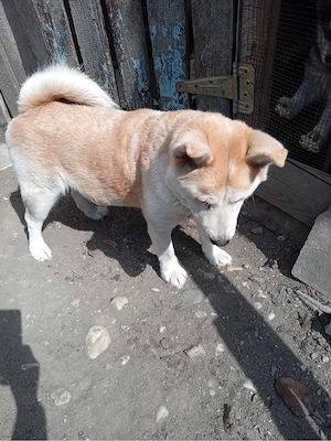 Donez catelusa Akita Inu - imagine 5