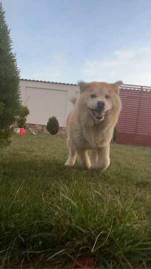 Donez catelusa Akita Inu - imagine 2