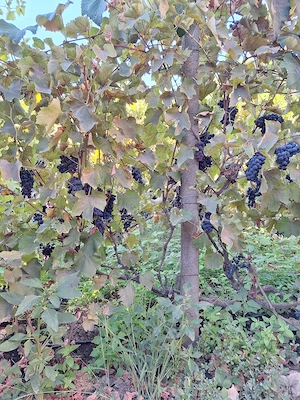 Struguri pentru vin din vie de casă