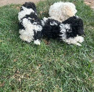 catei bichon havanez - imagine 2