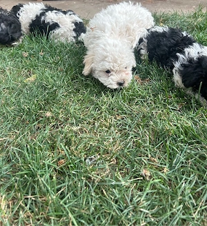 catei bichon havanez - imagine 5