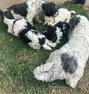 catei bichon havanez - imagine 3