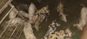 Vand purcei de 7 si 8 saptamani