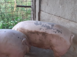 Porci de vânzare. 