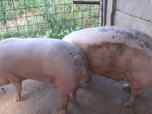 Porci de vânzare. 